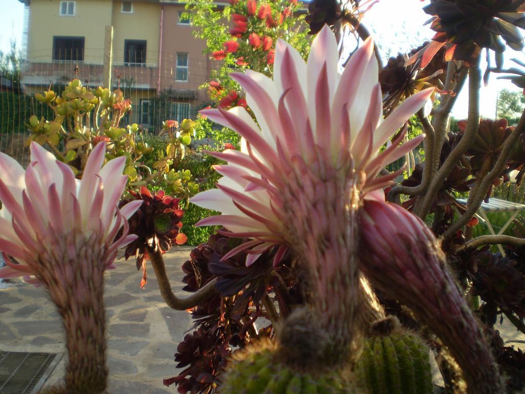 Il Giardino Di Emilio Bed & Breakfast Marrùbiu Dış mekan fotoğraf