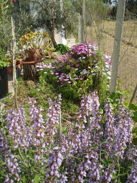 Il Giardino Di Emilio Bed & Breakfast Marrùbiu Oda fotoğraf